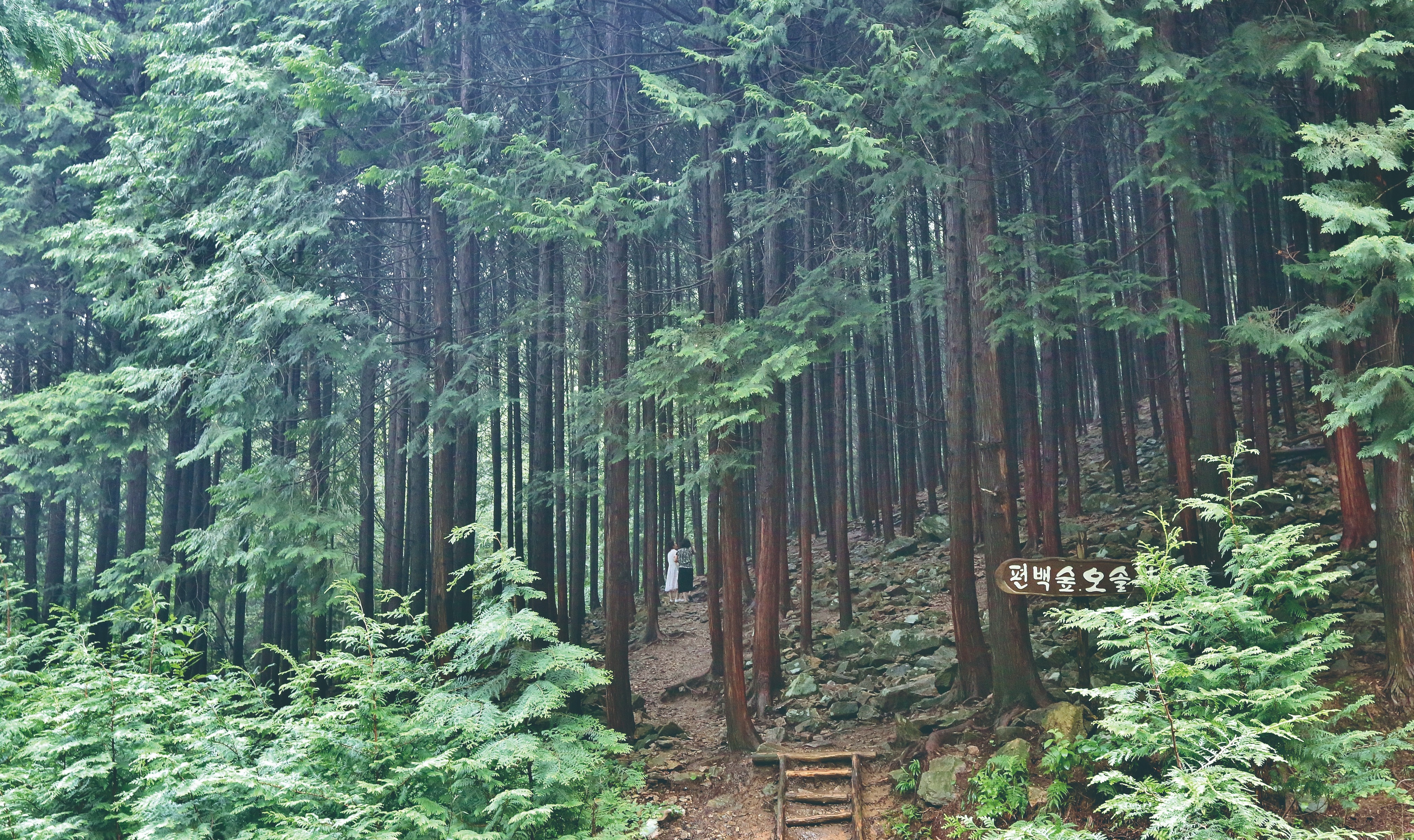 완주 공기마을 편백나무 숲 편백숲