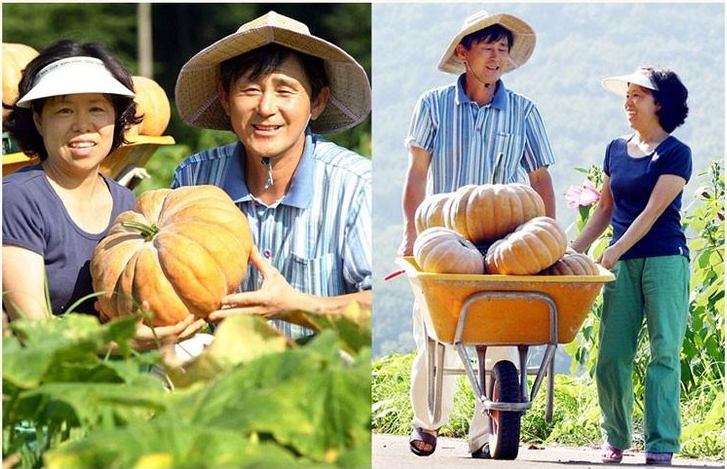  충남 서산 달콤한 맷돌 호박 파는 곳 전국 택배 온라인 전화 주문 추천 