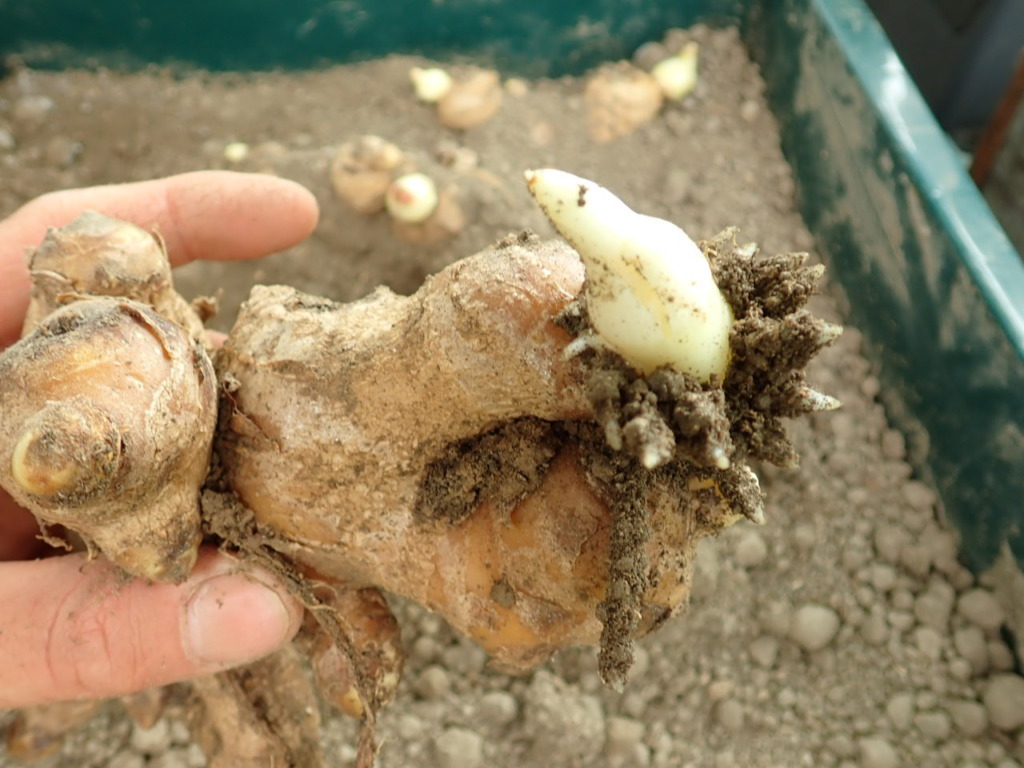 생강 심는심는시기와방법