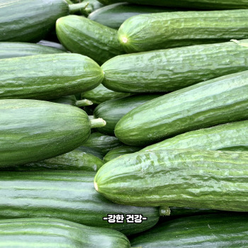 오이 효능
