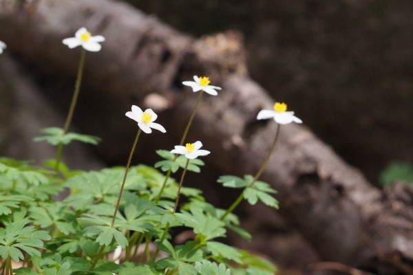 바람꽃