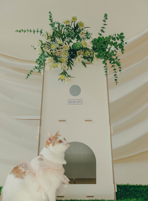 고양이 독성 화초, 고양이 식물 안전, 고양이 위험 식물, 고양이 식물 중독, 고양이 집사팁