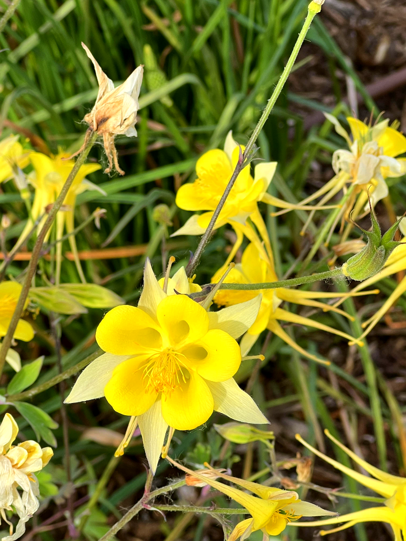 보르도 식물원(Jardin Public) 다양한 꽃