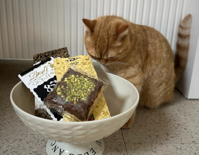 포장된 초콜릿과 간식이 담긴 그릇 주변에서 호기심을 느끼고 냄새를 맡으려 하는 주황 고양이 뽀리의 모습