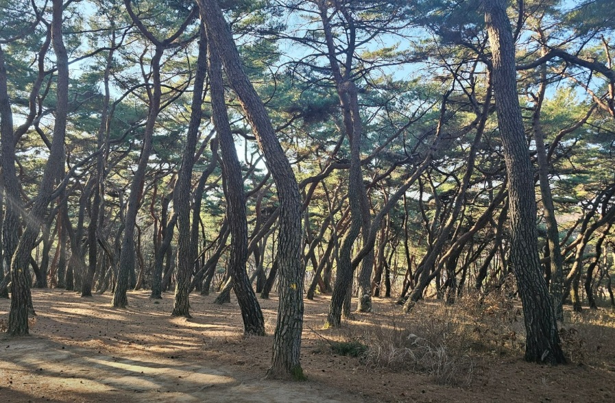 경주 삼릉숲길