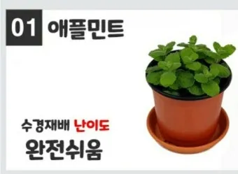 애플민트 재배 번식 빠름 물주기 요령 잎 수확_13