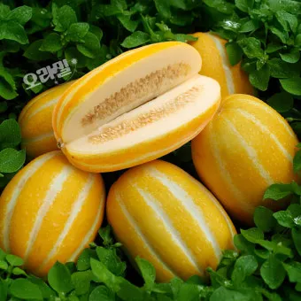 성주 참외 축제 알찬 정보 가요제 행사 일정 완벽 정리_37