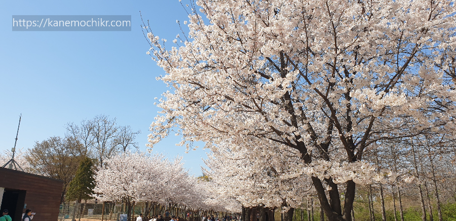 서울숲벚꽃