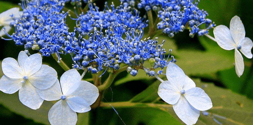아름답게 피어 있는 수국 꽃를