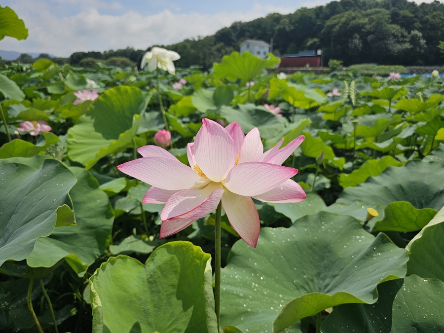 내동마을 연꽃단지
