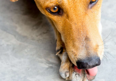 개가 다치지 않았는데도 계속 핥고 있을 때?
