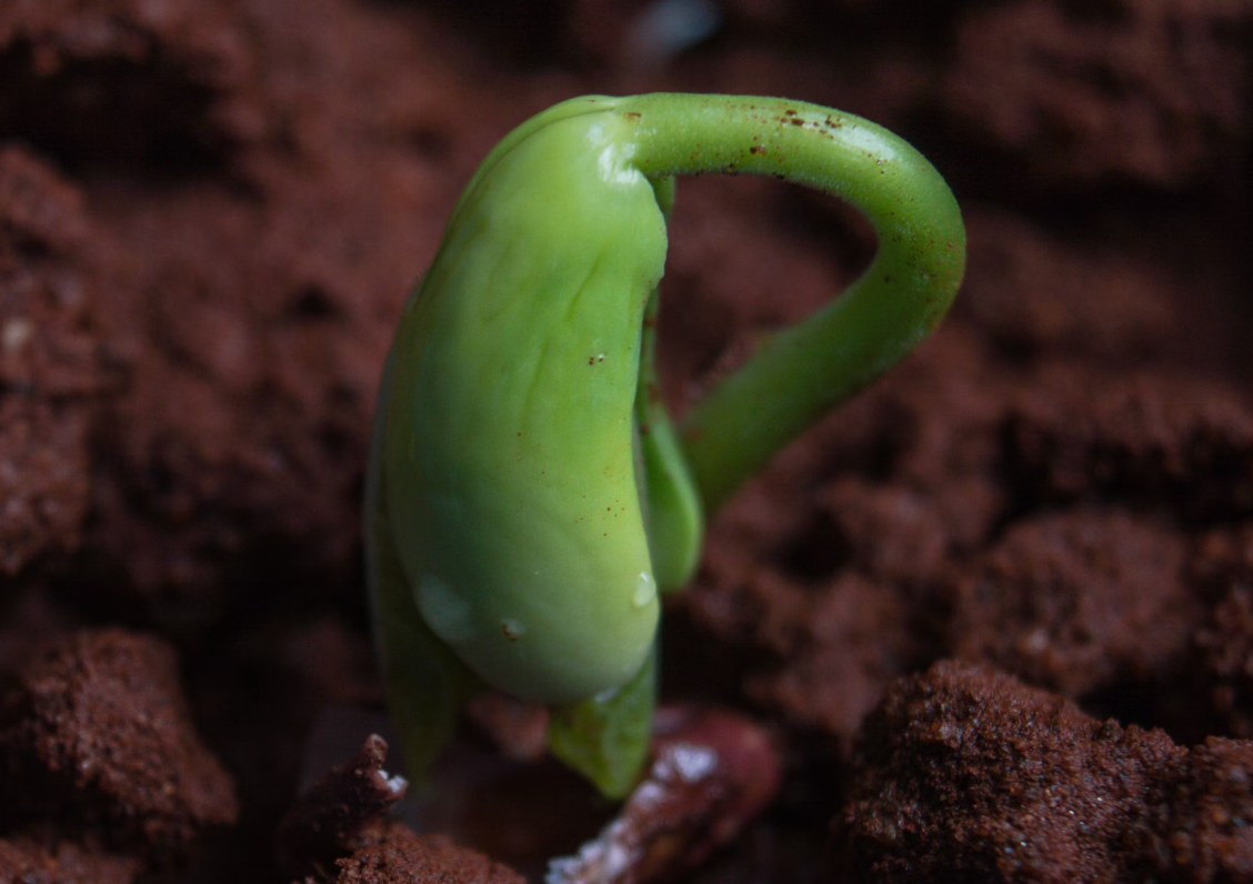 갈색-토양에-녹색-새싹