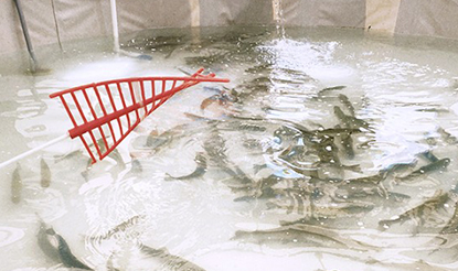 포천백운계곡 동장군축제