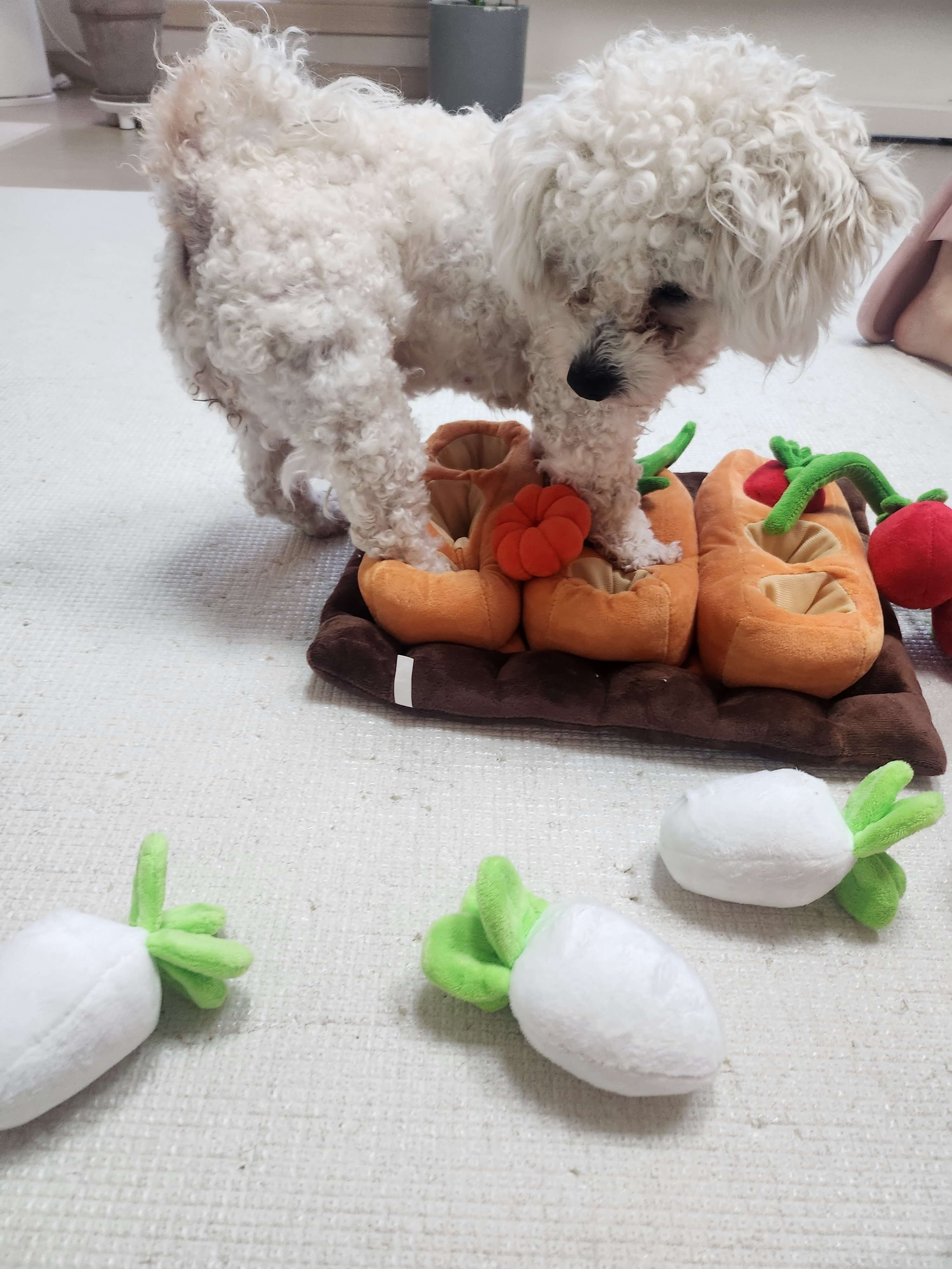 강아지 노즈워크