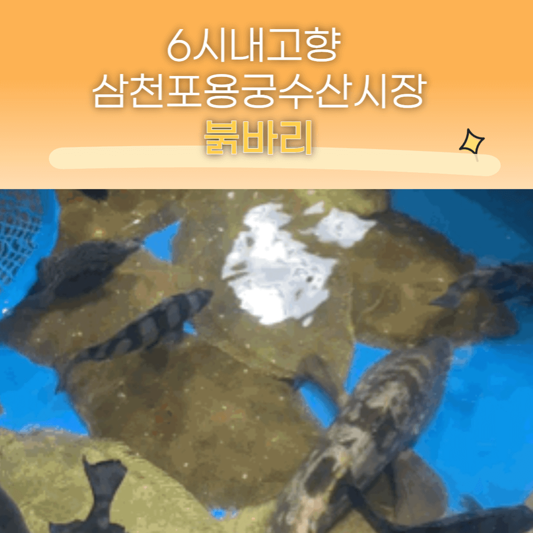 6시내고향 삼천포용궁수산시장 붉바리 썸네일