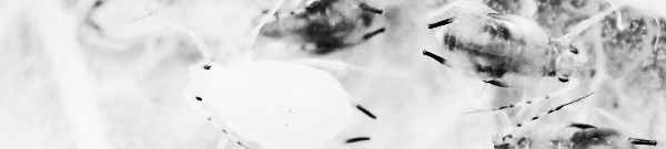 진드기 물린자국: 붉고 작은 두드러기