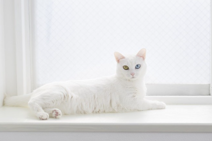 건강한 고양이.