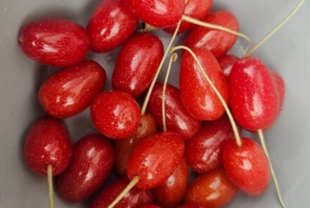 보리수 열매 효능