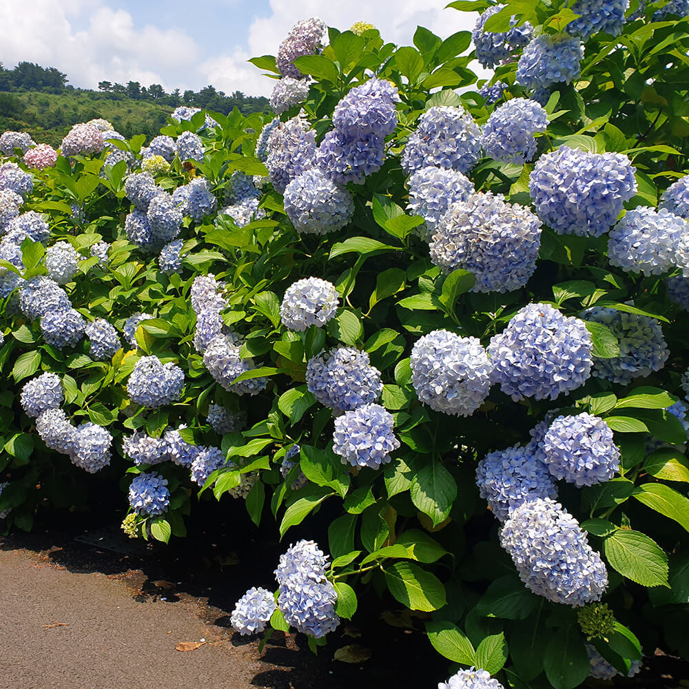 2024년 7월 여름 전국 수국 축제 일정