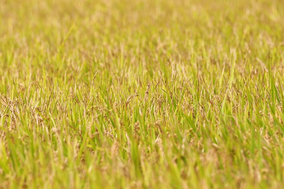 곡우에 대해서 알아보아요