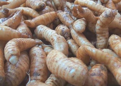 천마