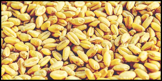 파로 곡물 효능 및 부작용과 먹는 법