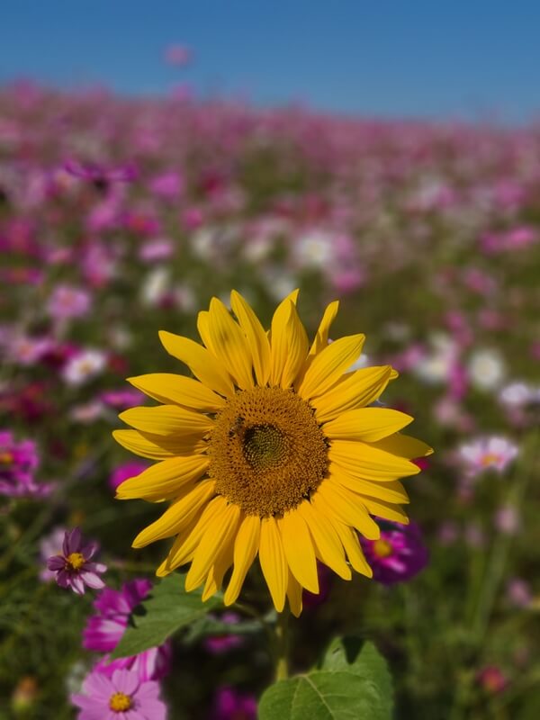 활짝핀-해바라기
