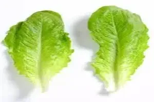 상추