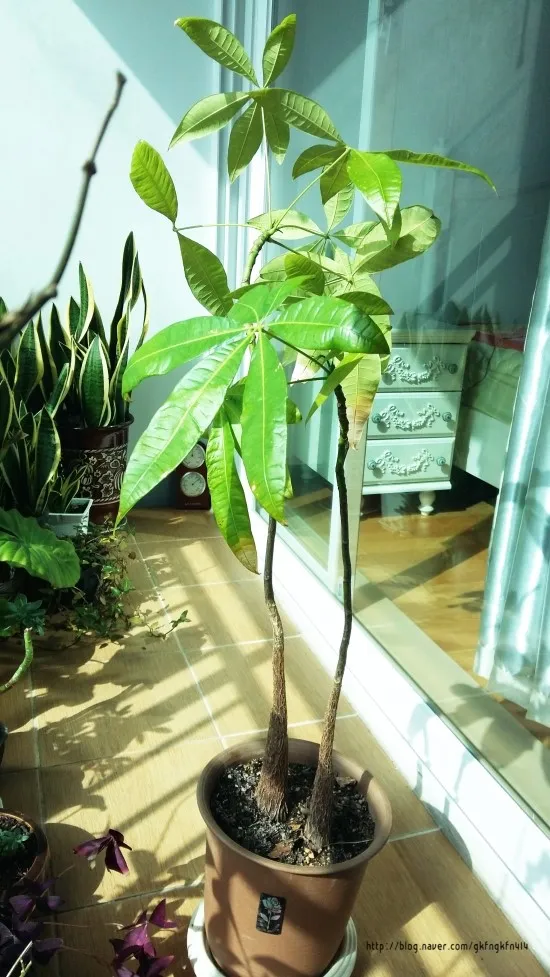 파키라 키우기 분갈이 뿌리관리 물주기간격 쉬운 관리법_5