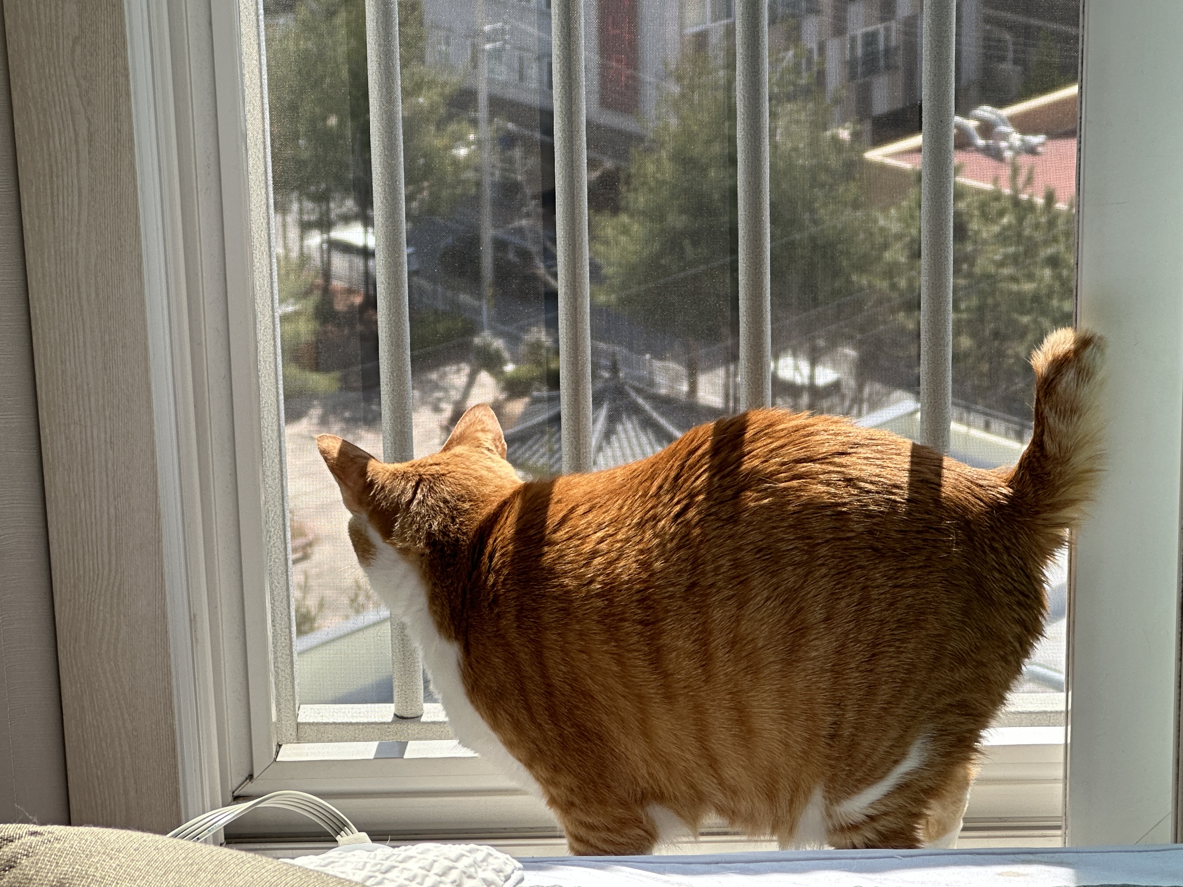 냥냥이에 햇살이 더해지면 사랑스러움 (feat. 방묘창이 꼭 필요한 이유)