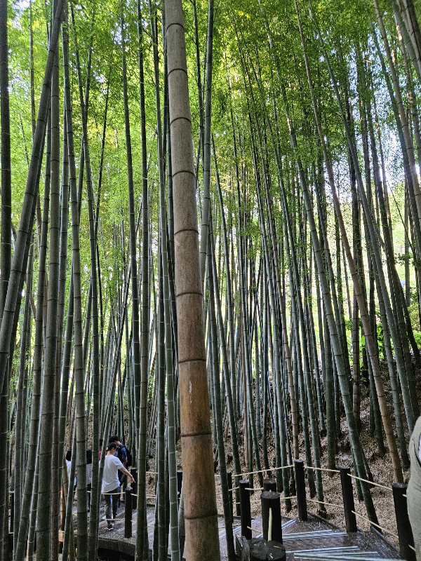 한라수목원 - 죽림원