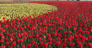 5월에 방문하는 축제 BEST 7