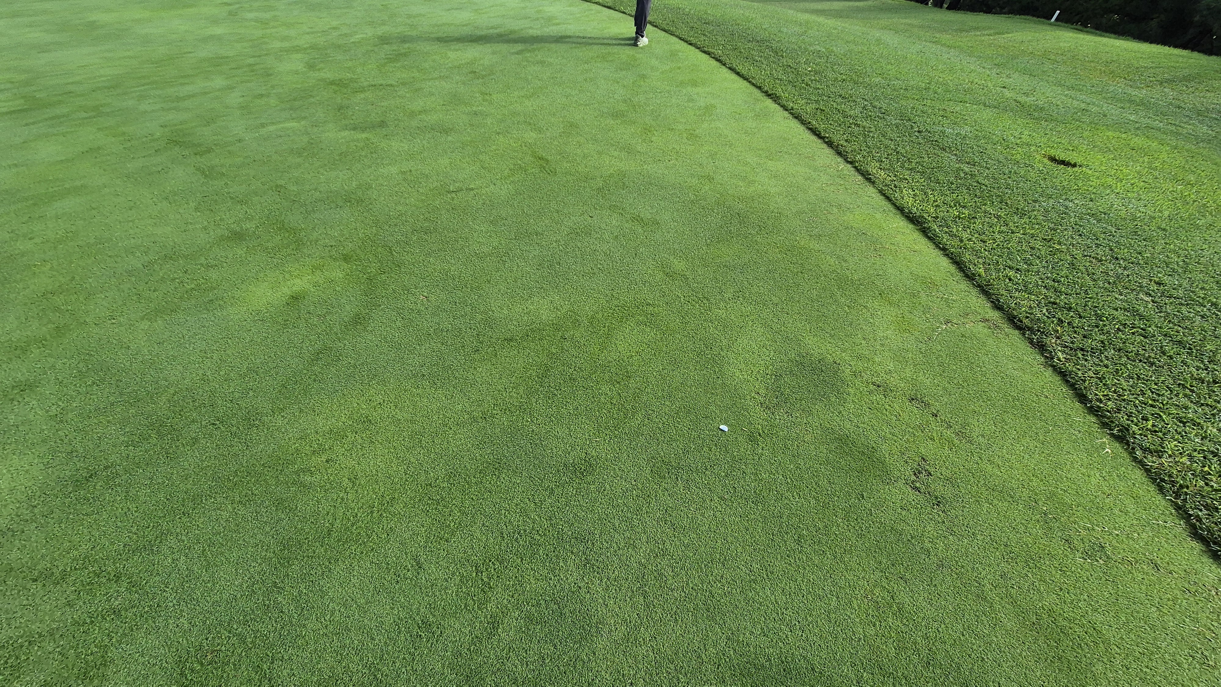 도고cc 그린 관리상태