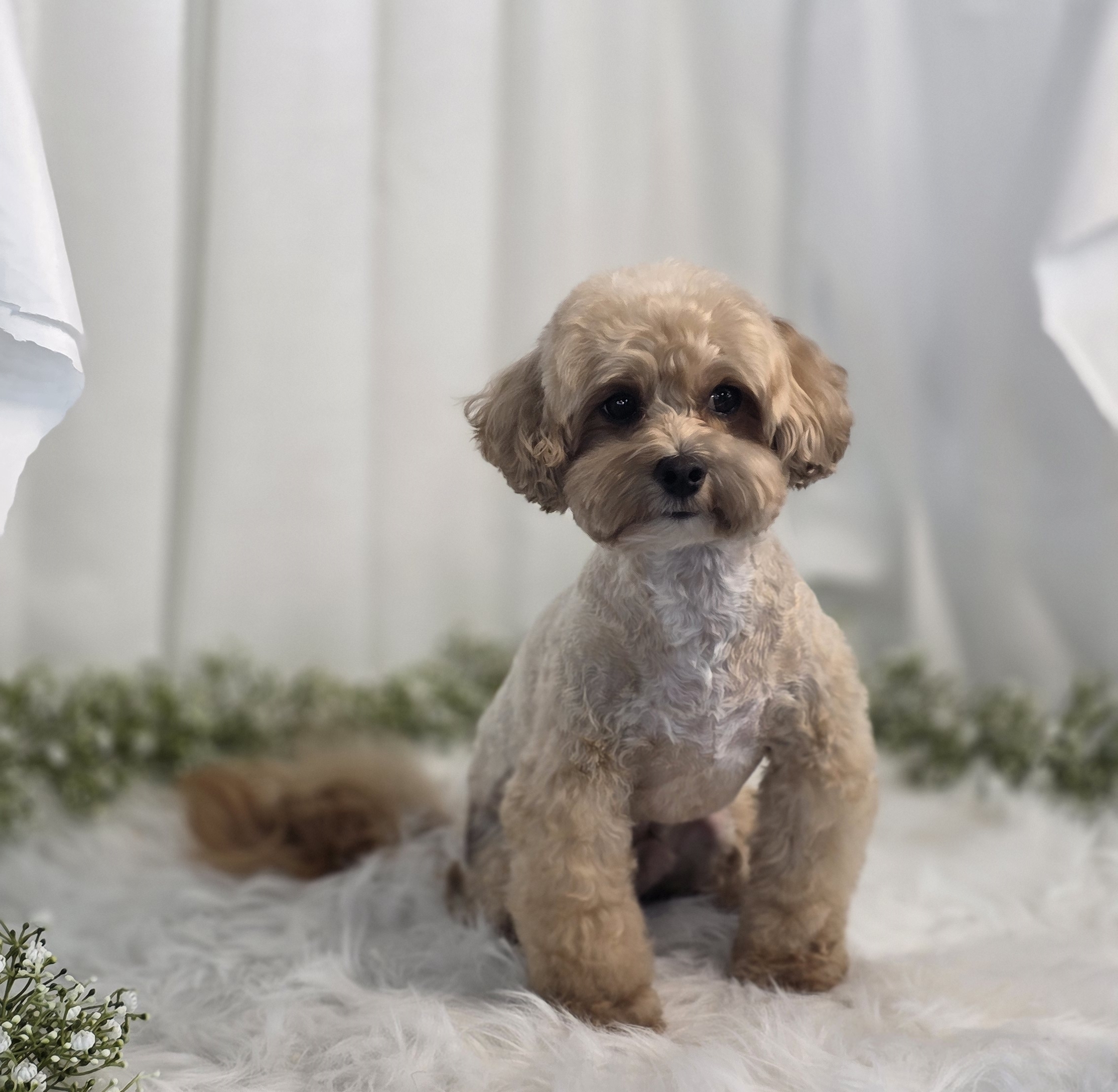 서면애견미용학원추천