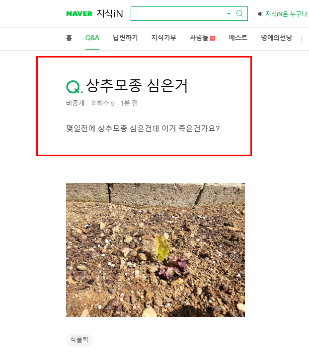상추 모종 심은 후 질문 지식인