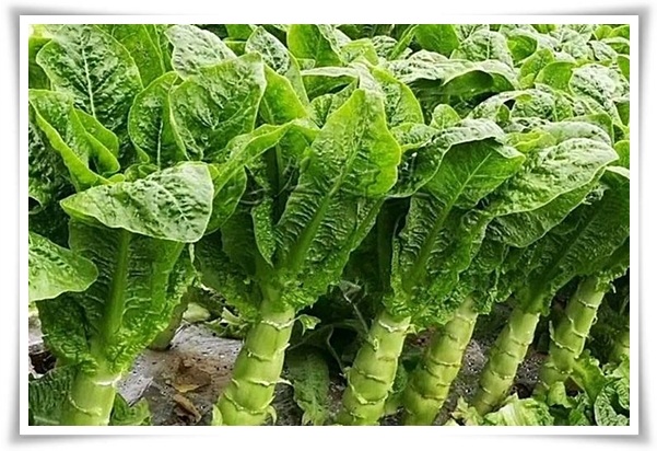 텃밭 "궁채(줄기상추)" 황제가 사랑한 채소, 건강과 맛을 다 잡는 비법!