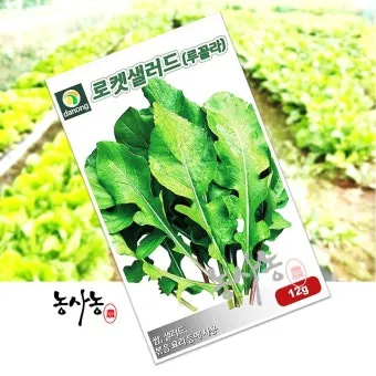 루콜라 재배 직파 심기 통풍 관리 초기 생육_10