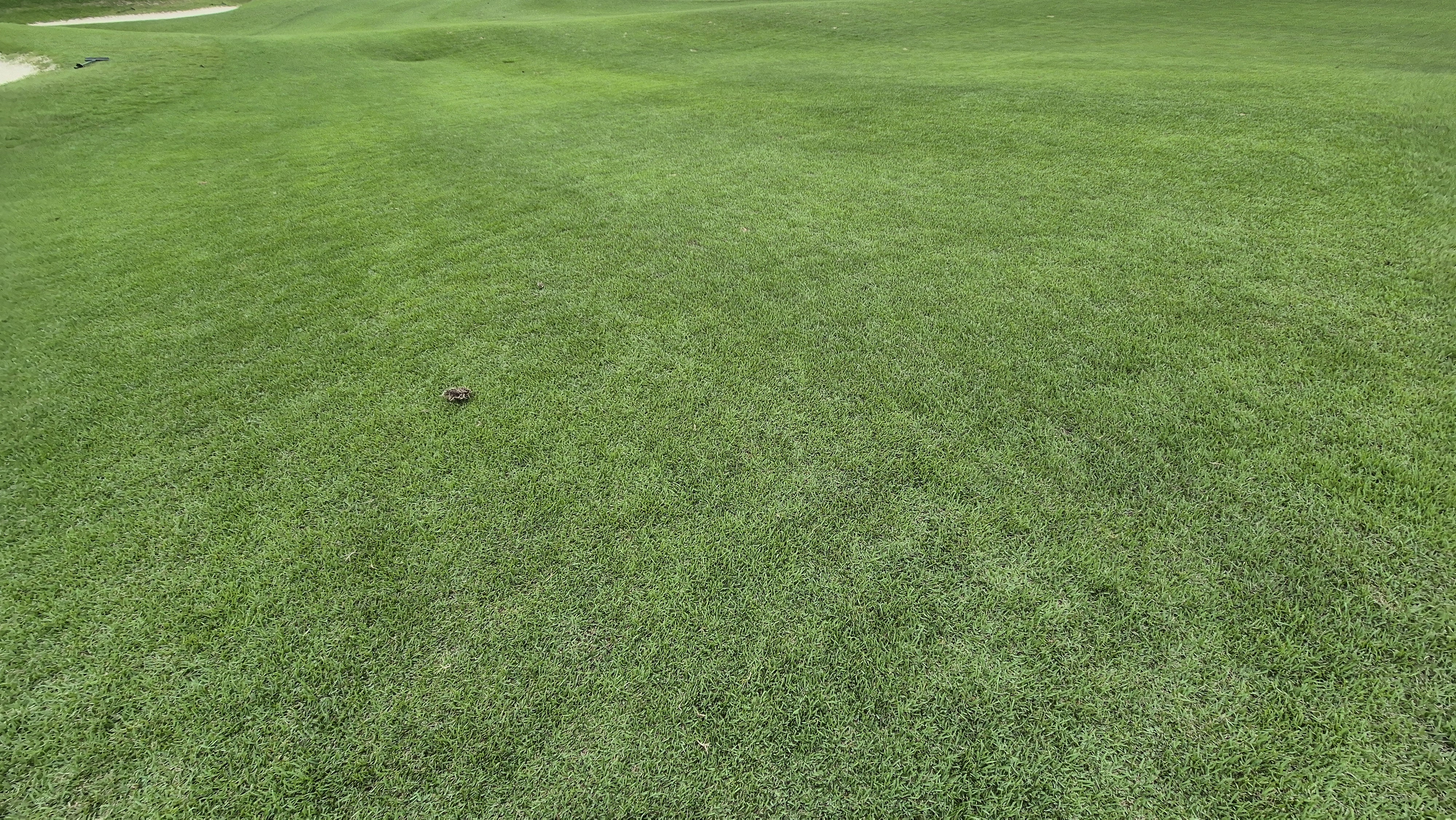 한림용인cc 다이아몬드-사파이어 코스 라운드 후기