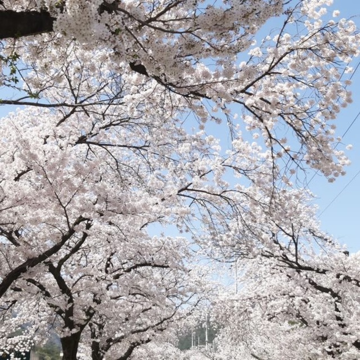 동학사 벚꽃 축제 일정
