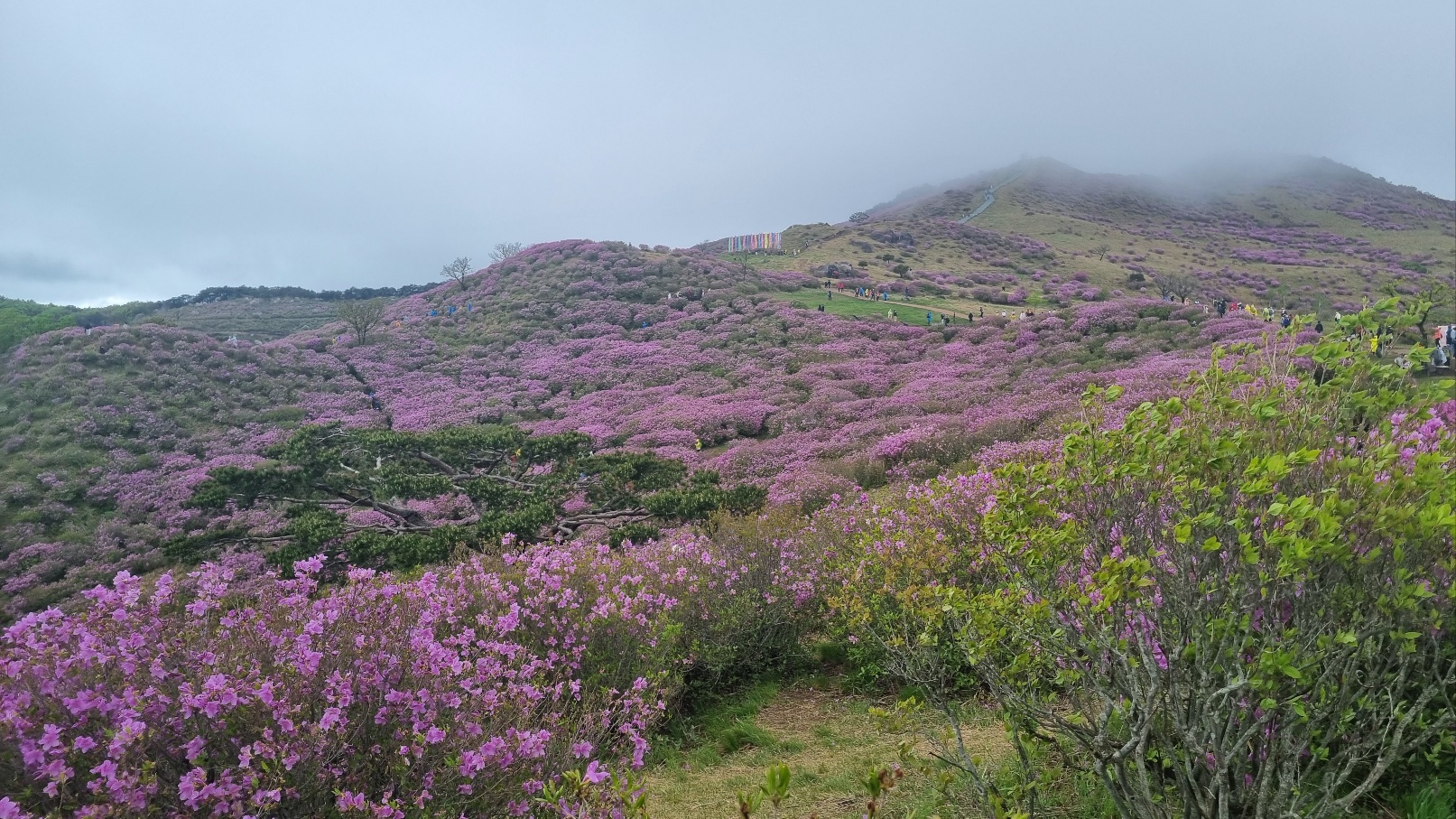 합천 황매산 철쭉17