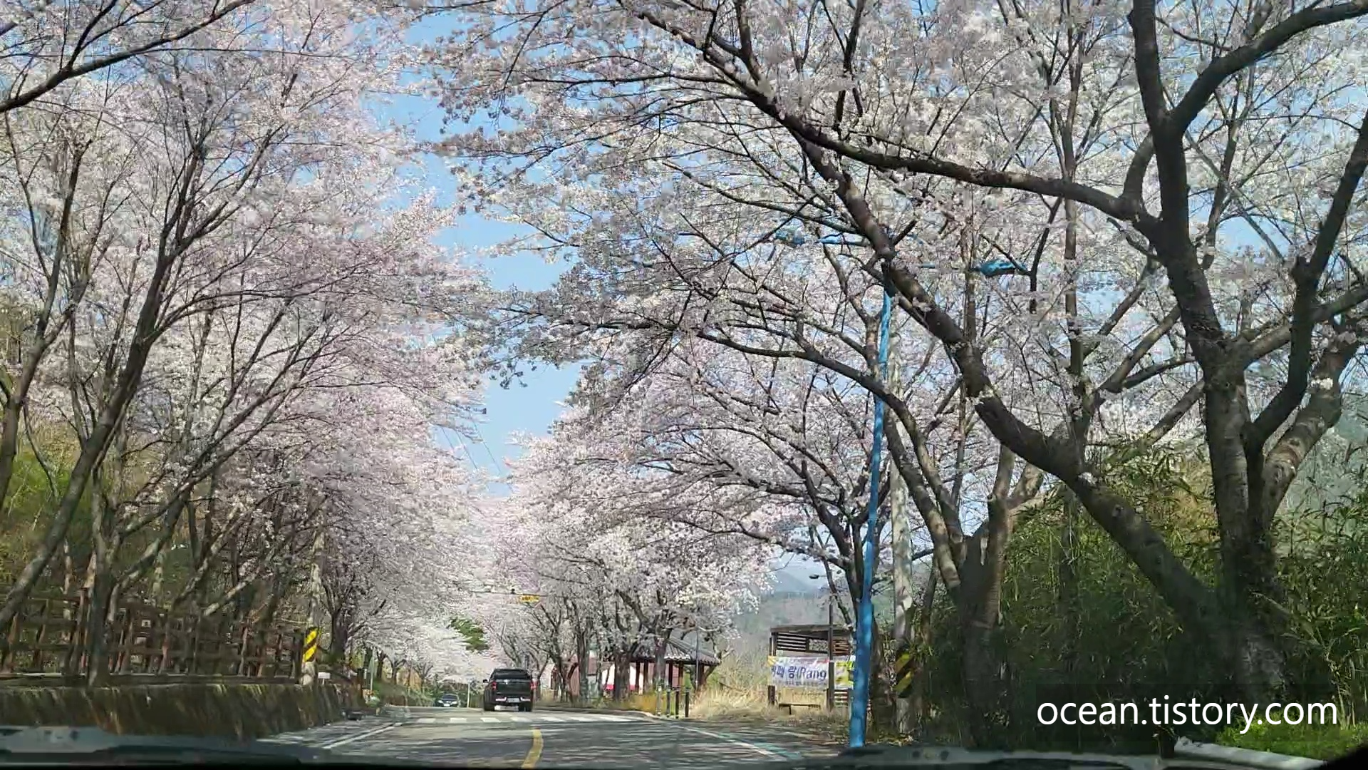 구례 300리 벚꽃축제