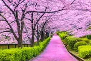 벚꽃