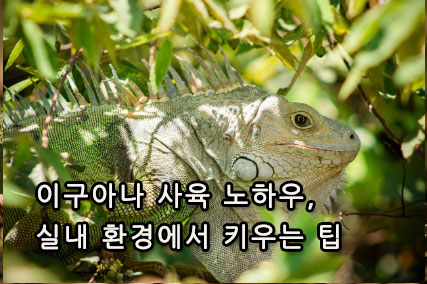 구아나 사육 노하우, 실내 환경에서 키우는 팁