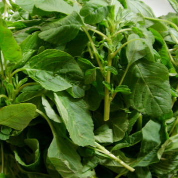 비름나물의 효능 부작용 고르는법 먹는법