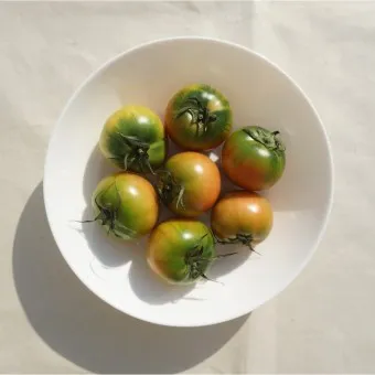 대저토마토 효능 부작용_10