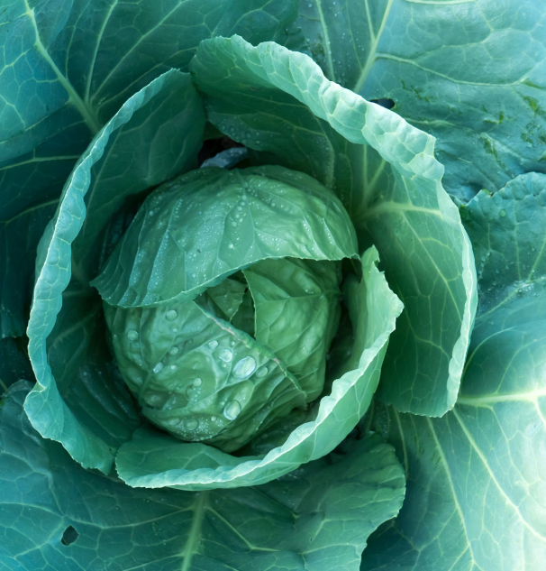 양배추 효능과 부작용 칼로리