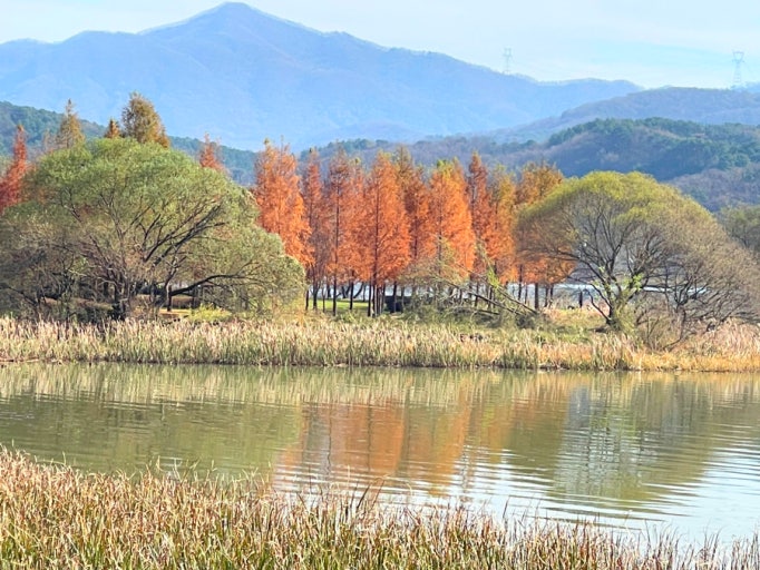 서울 경기 단풍 드라이브 코스 추천, 가을 감성 가득한 당일치기 여행 관련 사진