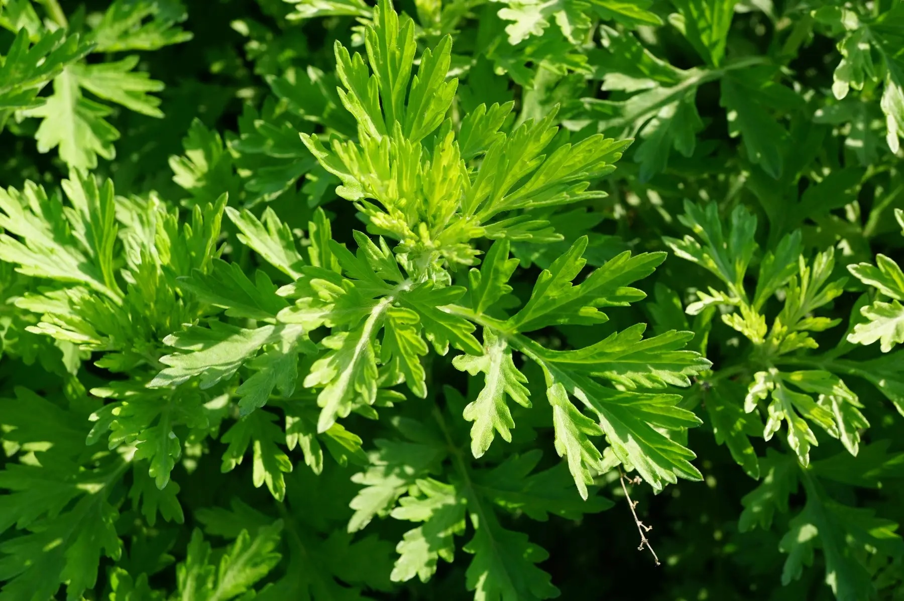 당뇨에 좋은 음식