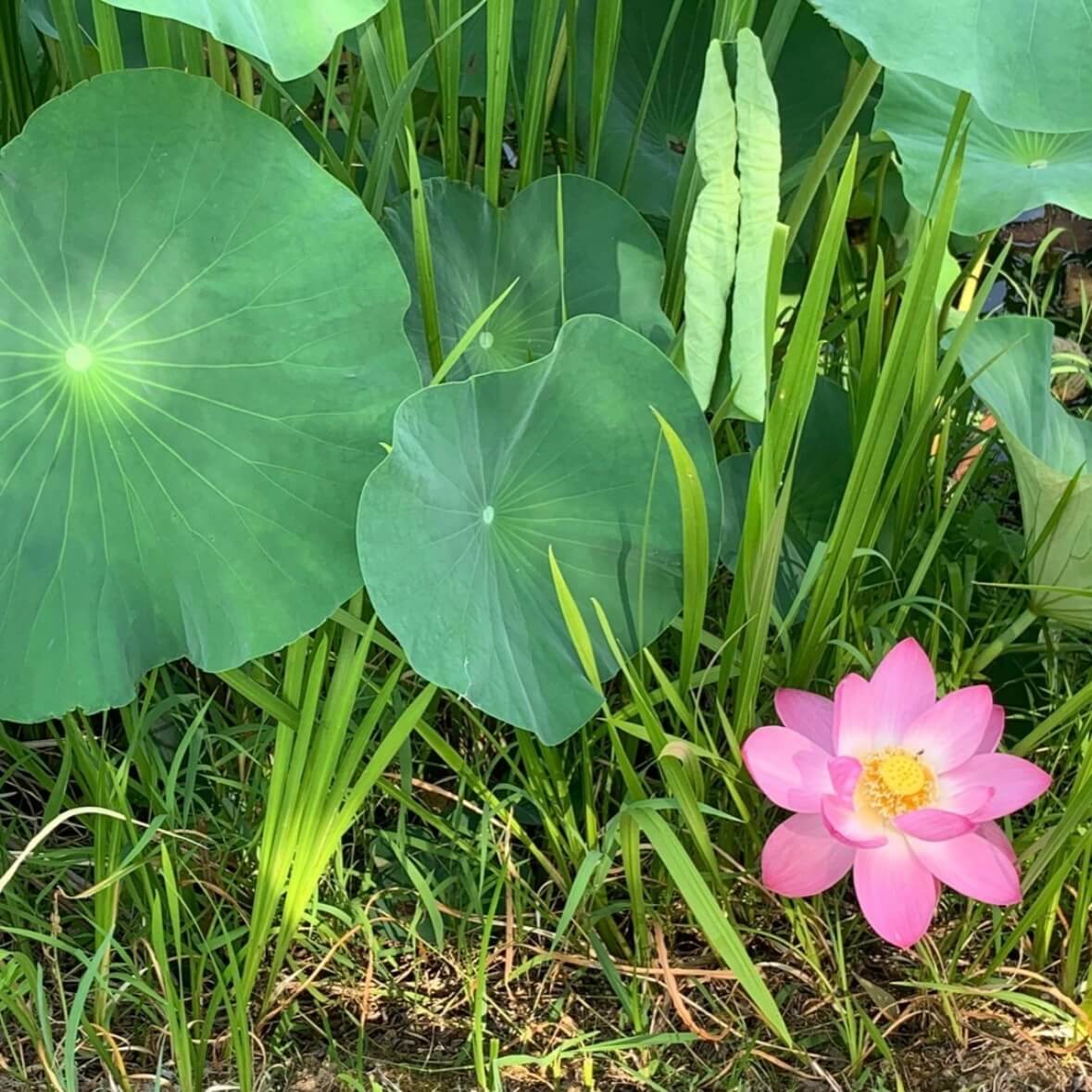 세미원 연꽃축제