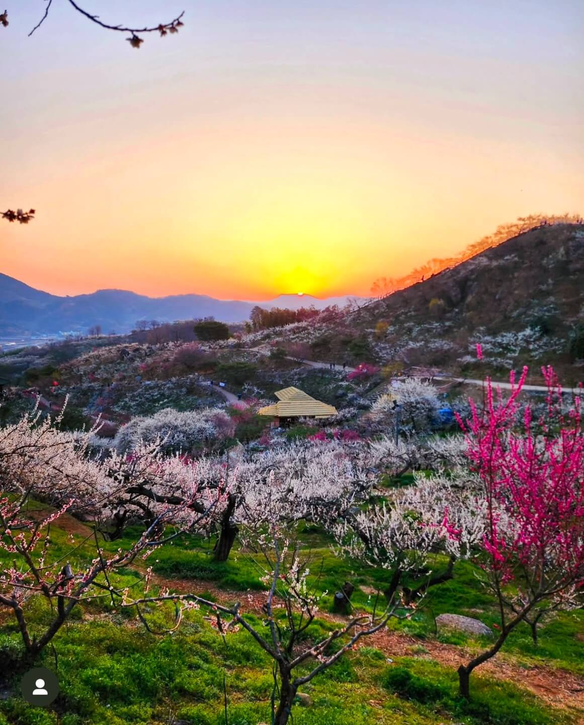 광양 매화축제기간